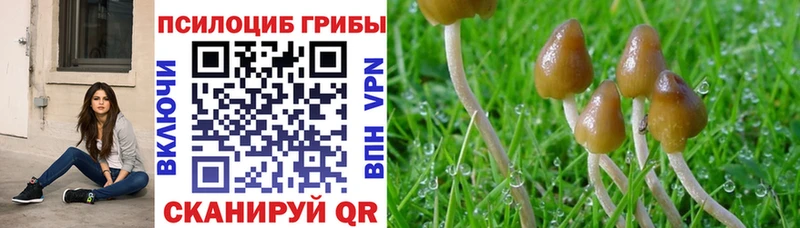 Псилоцибиновые грибы Psilocybe  Купить закладки  Новый Оскол 
